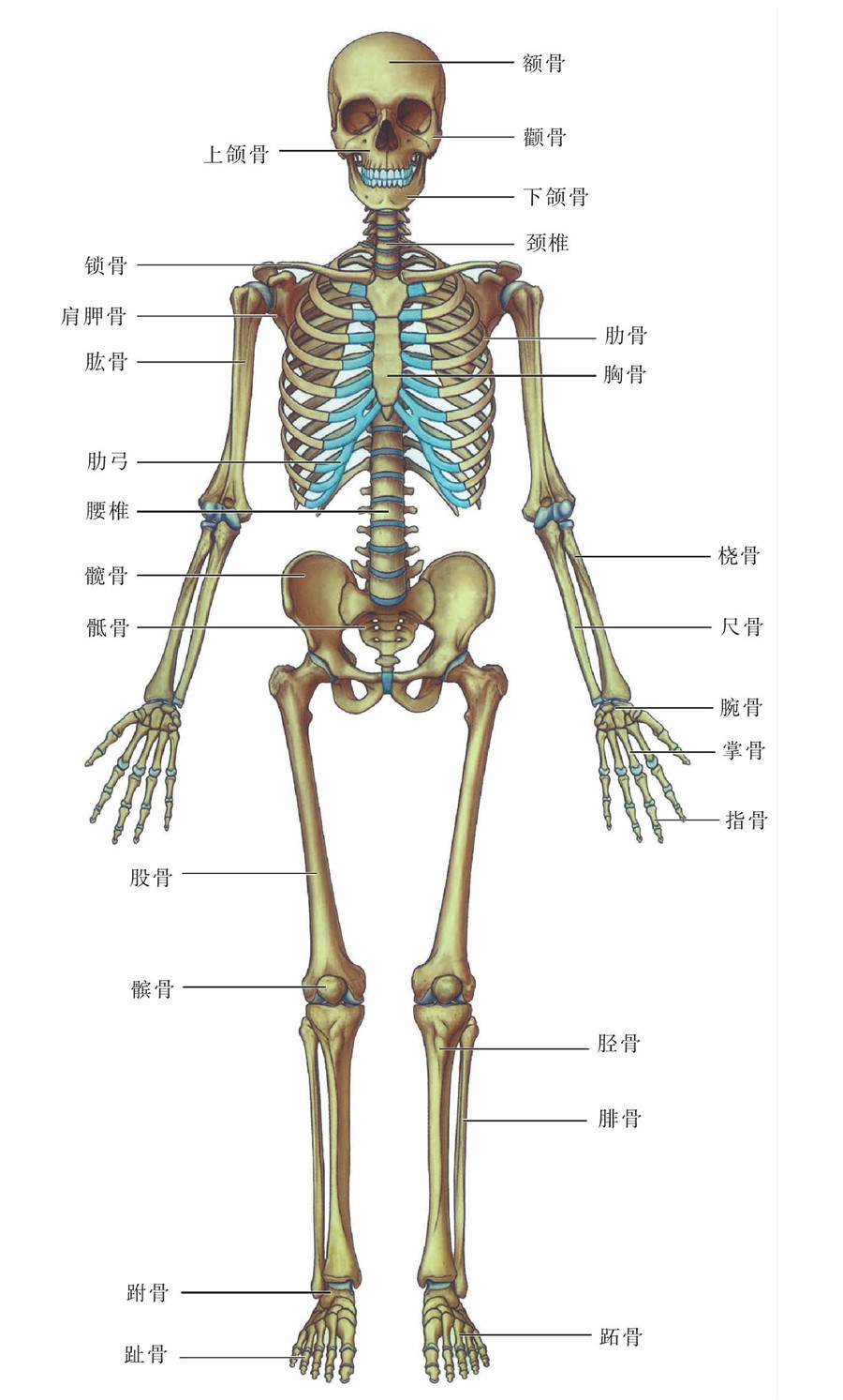 人體骨骼名稱