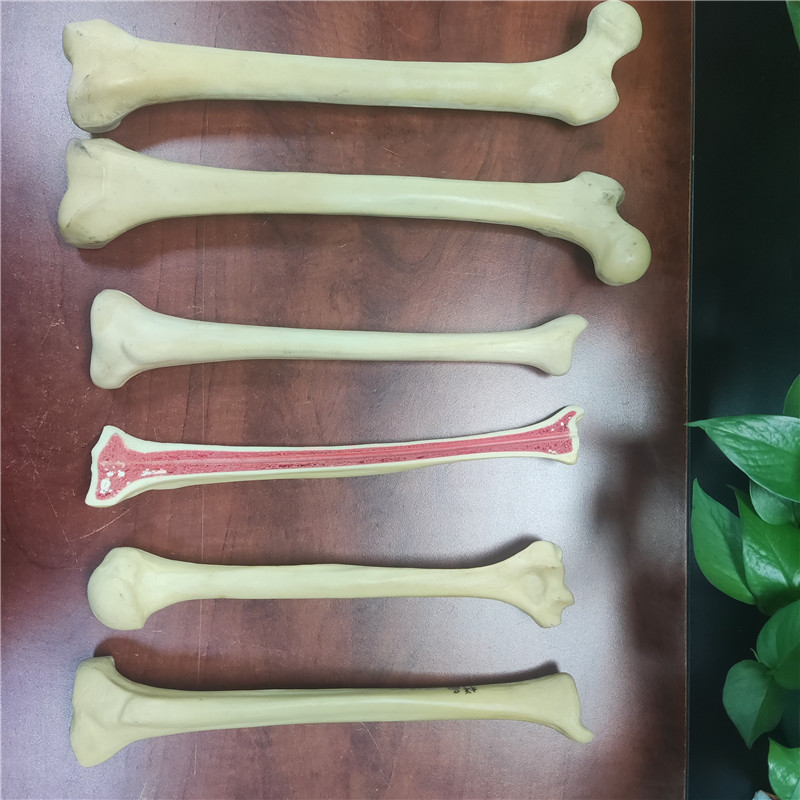 實驗用人體骨頭模型
